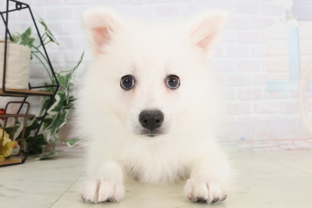 新潟県の日本スピッツ (Coo&RIKU新潟西店/2025年7月9日生まれ/男の子/ホワイト)の子犬