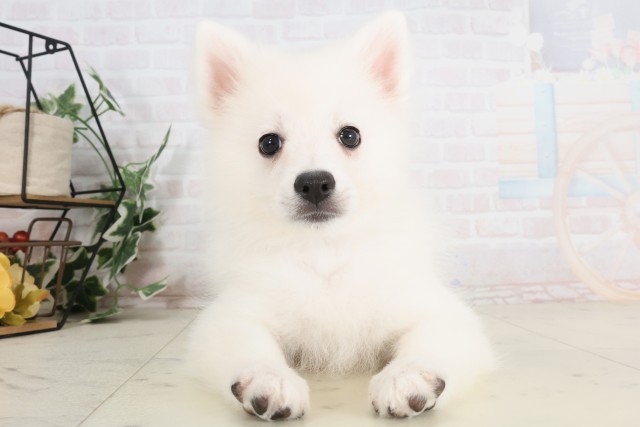 新潟県の日本スピッツ (Coo&RIKU長岡店/2025年7月9日生まれ/男の子/ホワイト)の子犬