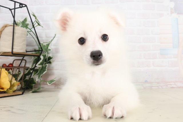 長野県の日本スピッツ (Coo&RIKU綿半庄内店/2025年7月9日生まれ/男の子/ホワイト)の子犬