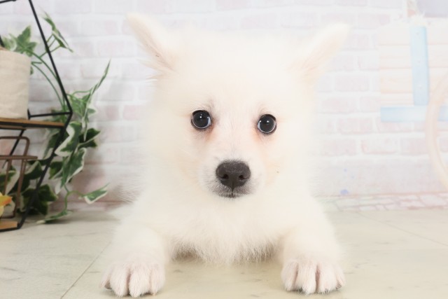 富山県の日本スピッツ (Coo&RIKU富山店/2025年7月9日生まれ/男の子/ホワイト)の子犬
