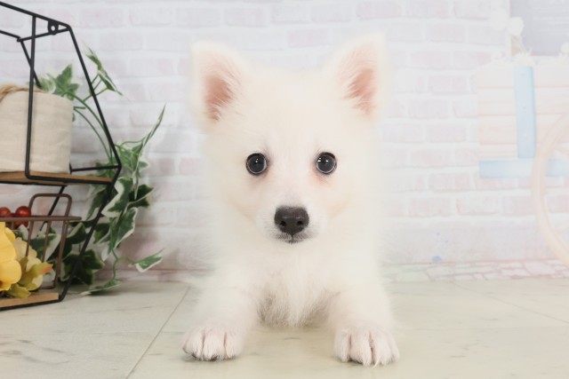 石川県の日本スピッツ (Coo&RIKUイオン野々市南店/2025年7月9日生まれ/女の子/ホワイト)の子犬
