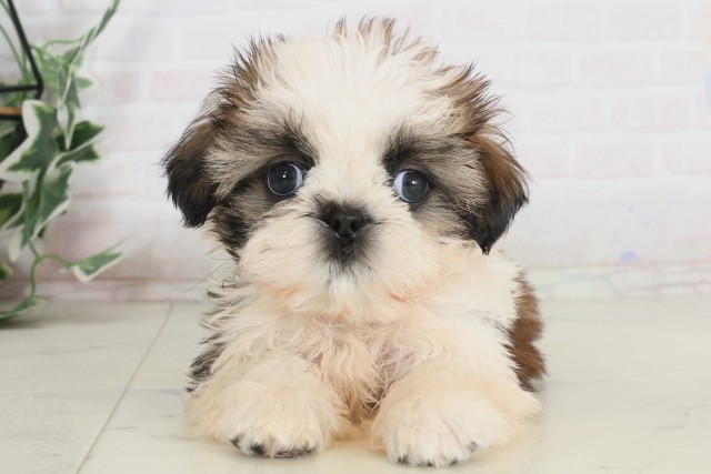 静岡県のシーズー (Coo&RIKU沼津店/2025年7月12日生まれ/男の子/ホワイトゴールド)の子犬の1枚目の画像