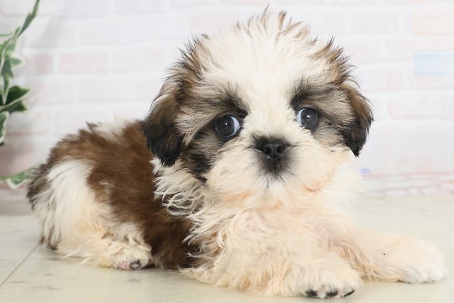 静岡県のシーズー (Coo&RIKU沼津店/2025年7月12日生まれ/男の子/ホワイトゴールド)の子犬の2枚目の画像