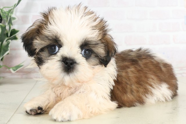 静岡県のシーズー (Coo&RIKU沼津店/2025年7月12日生まれ/男の子/ホワイトゴールド)の子犬の3枚目の画像