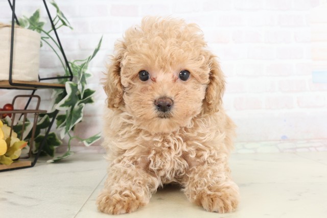 新潟県のトイプードル(トイ) (Coo&RIKU上越店/2025年7月13日生まれ/男の子/ペールフォーン)の子犬
