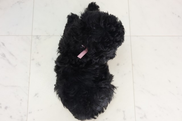 広島県のトイプードル(トイ) (Coo&RIKU東広島店/2025年7月13日生まれ/女の子/ブラック)の子犬の4枚目の画像