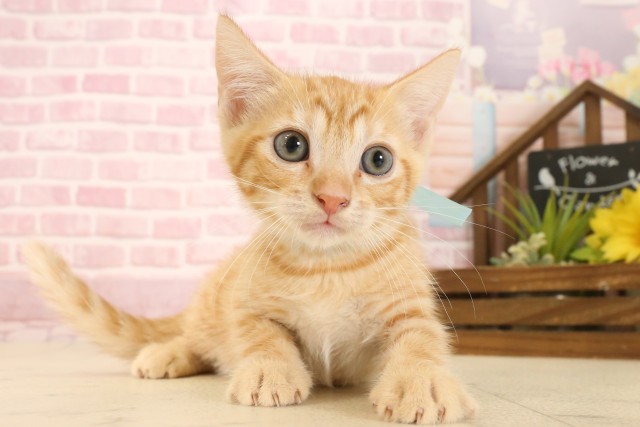 静岡県のマンチカン (Coo&RIKU静岡SBS通り店/2025年7月6日生まれ/男の子/レッドタビー)の子猫の1枚目の画像