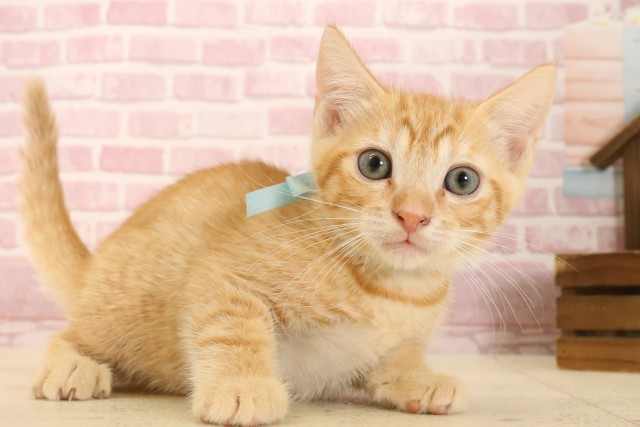 静岡県のマンチカン (Coo&RIKU静岡SBS通り店/2025年7月6日生まれ/男の子/レッドタビー)の子猫の2枚目の画像