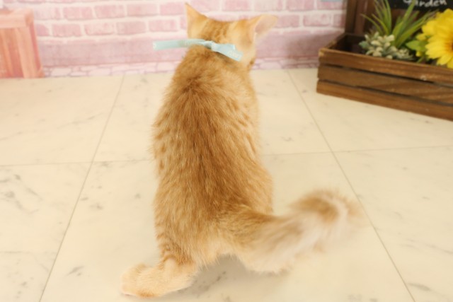 静岡県のマンチカン (Coo&RIKU静岡SBS通り店/2025年7月6日生まれ/男の子/レッドタビー)の子猫の4枚目の画像