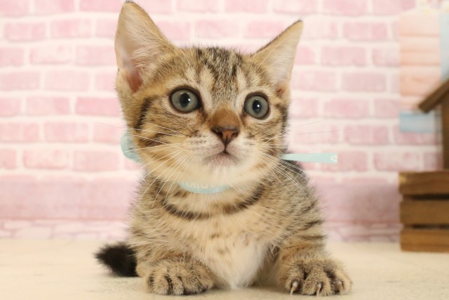 静岡県のマンチカン (Coo&RIKU藤枝店/2025年7月6日生まれ/男の子/ブラウンタビー)の子猫の1枚目の画像