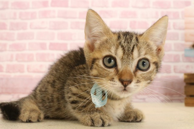 静岡県のマンチカン (Coo&RIKU藤枝店/2025年7月6日生まれ/男の子/ブラウンタビー)の子猫の2枚目の画像