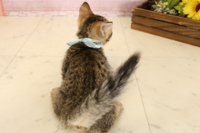 静岡県のマンチカン (Coo&RIKU藤枝店/2025年7月6日生まれ/男の子/ブラウンタビー)の子猫の4枚目の画像