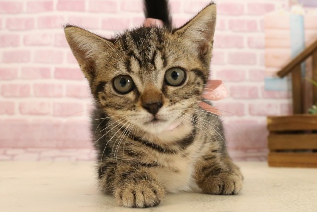 広島県のマンチカン (Coo&RIKUゆめタウン大竹店/2025年7月6日生まれ/女の子/ブラウンタビー)の子猫の1枚目の画像
