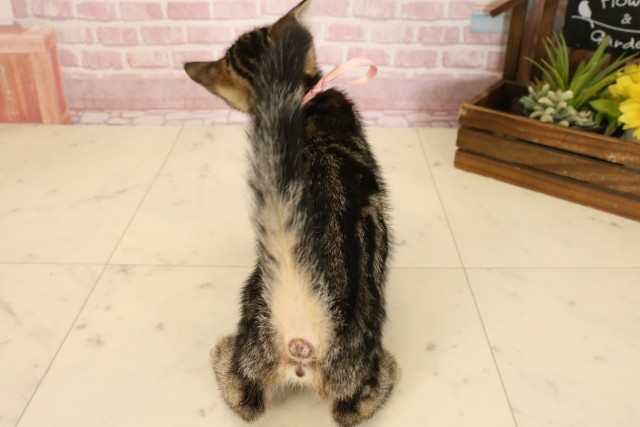 広島県のマンチカン (Coo&RIKUゆめタウン大竹店/2025年7月6日生まれ/女の子/ブラウンタビー)の子猫の4枚目の画像