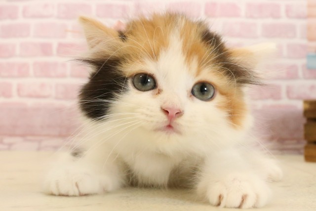 福岡県のラガマフィン (Coo&RIKUゆめタウン飯塚店/2025年7月8日生まれ/女の子/キャリコ)の子猫の1枚目の画像