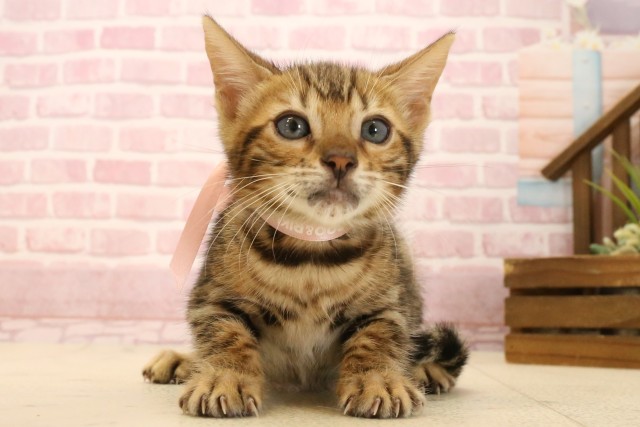 福岡県のベンガル (Coo&RIKU行橋店/2025年7月4日生まれ/女の子/ブラウンスポットタビー)の子猫の1枚目の画像