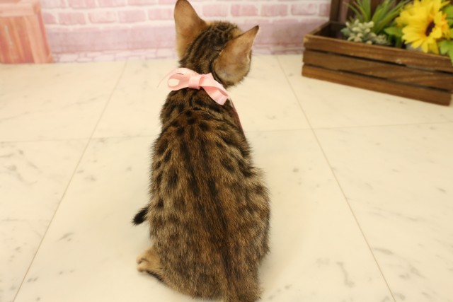 福岡県のベンガル (Coo&RIKU行橋店/2025年7月4日生まれ/女の子/ブラウンスポットタビー)の子猫の4枚目の画像