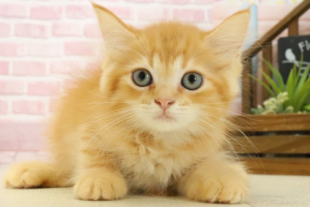 熊本県のミヌエット (Coo&RIKUカリーノ菊陽店/2025年7月4日生まれ/男の子/レッドタビー)の子猫