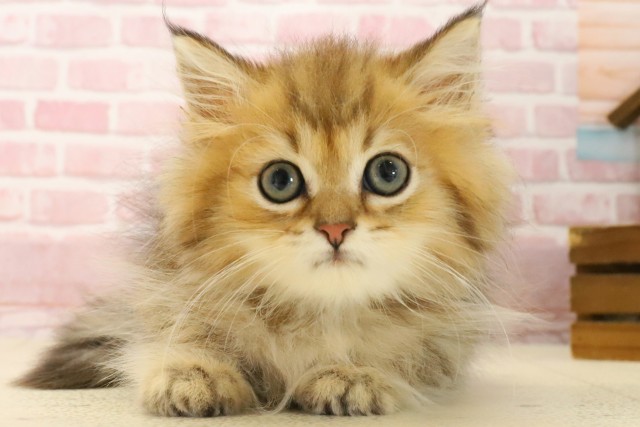 福岡県のペルシャ (Coo&RIKU小倉店/2025年6月26日生まれ/男の子/チンチラゴールデン)の子猫の1枚目の画像