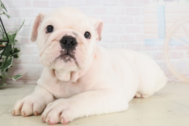 岡山県のブルドッグ (Coo&RIKU岡山店/2025年7月11日生まれ/女の子/ホワイト)の子犬の3枚目の画像