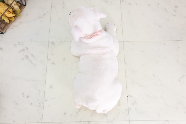 岡山県のブルドッグ (Coo&RIKU岡山店/2025年7月11日生まれ/女の子/ホワイト)の子犬の4枚目の画像