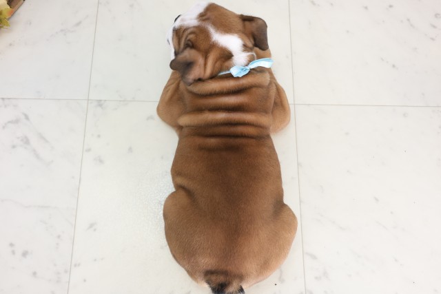 広島県のブルドッグ (Coo&RIKU東広島店/2025年7月11日生まれ/男の子/レッドホワイト)の子犬の4枚目の画像