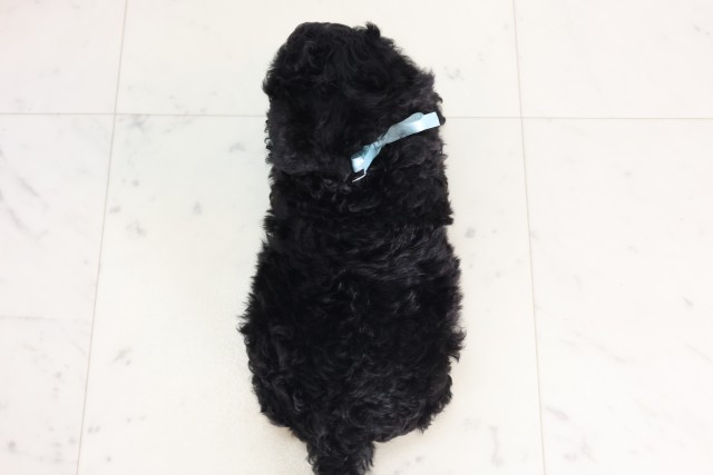 広島県のトイプードル(トイ) (Coo&RIKU広島中央店/2025年7月12日生まれ/男の子/ブラック)の子犬の4枚目の画像