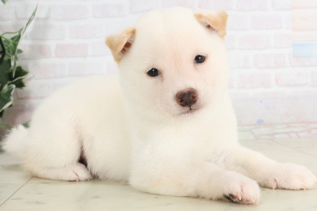 高知県の豆柴 (Coo&RIKU高知御座店/2025年7月12日生まれ/男の子/白)の子犬の2枚目の画像