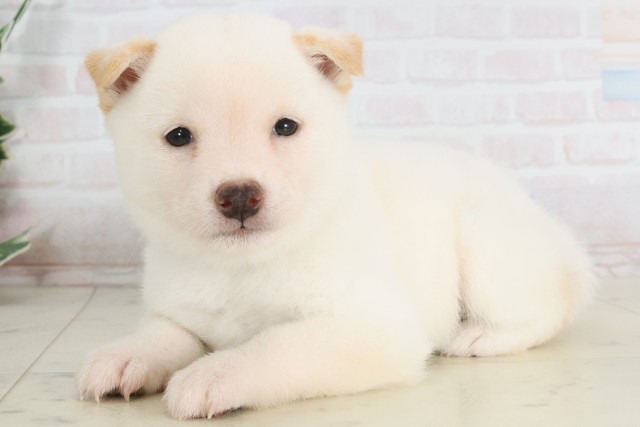 高知県の豆柴 (Coo&RIKU高知御座店/2025年7月12日生まれ/男の子/白)の子犬の3枚目の画像