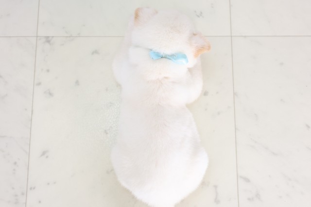 高知県の豆柴 (Coo&RIKU高知御座店/2025年7月12日生まれ/男の子/白)の子犬の4枚目の画像