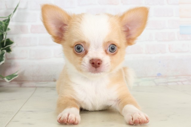 岡山県のチワワ(ロング) (Coo&RIKU岡山店/2025年7月13日生まれ/男の子/クリームホワイト)の子犬の1枚目の画像