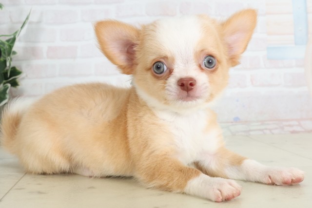 岡山県のチワワ(ロング) (Coo&RIKU岡山店/2025年7月13日生まれ/男の子/クリームホワイト)の子犬の2枚目の画像