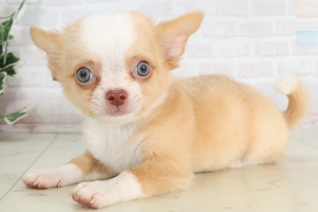岡山県のチワワ(ロング) (Coo&RIKU岡山店/2025年7月13日生まれ/男の子/クリームホワイト)の子犬の3枚目の画像