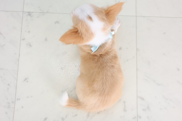 岡山県のチワワ(ロング) (Coo&RIKU岡山店/2025年7月13日生まれ/男の子/クリームホワイト)の子犬の4枚目の画像