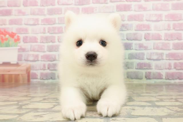 神奈川県の日本スピッツ (Coo&RIKU相模原店/2025年7月13日生まれ/女の子/ホワイト)の子犬の1枚目の画像