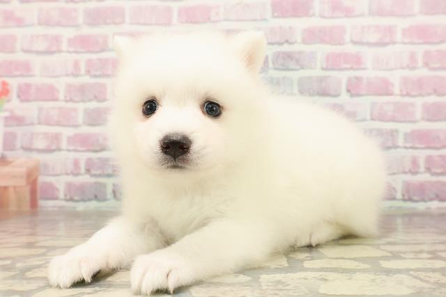神奈川県の日本スピッツ (Coo&RIKU相模原店/2025年7月13日生まれ/女の子/ホワイト)の子犬の2枚目の画像