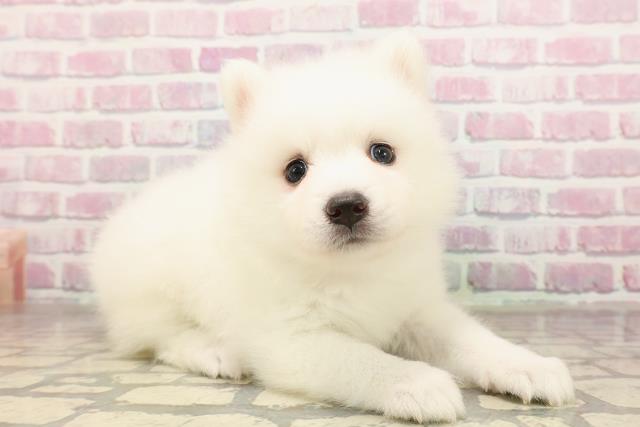 神奈川県の日本スピッツ (Coo&RIKU相模原店/2025年7月13日生まれ/女の子/ホワイト)の子犬の3枚目の画像