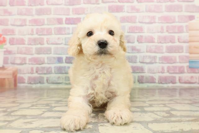 神奈川県のトイプードル(トイ) (Coo&RIKU長津田店/2025年7月12日生まれ/女の子/クリーム)の子犬の1枚目の画像