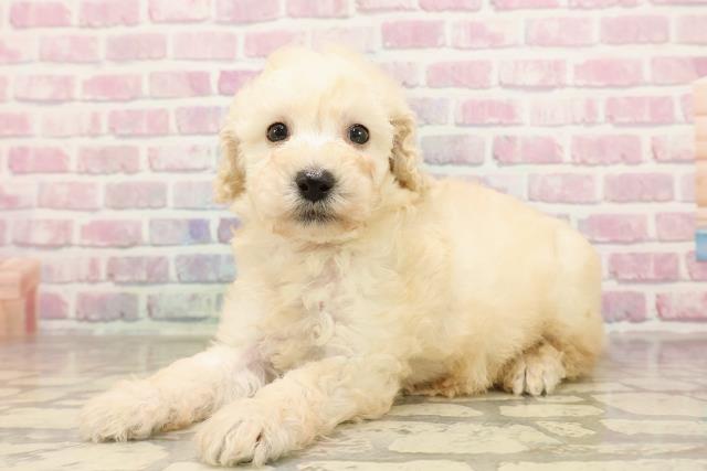神奈川県のトイプードル(トイ) (Coo&RIKU長津田店/2025年7月12日生まれ/女の子/クリーム)の子犬の2枚目の画像