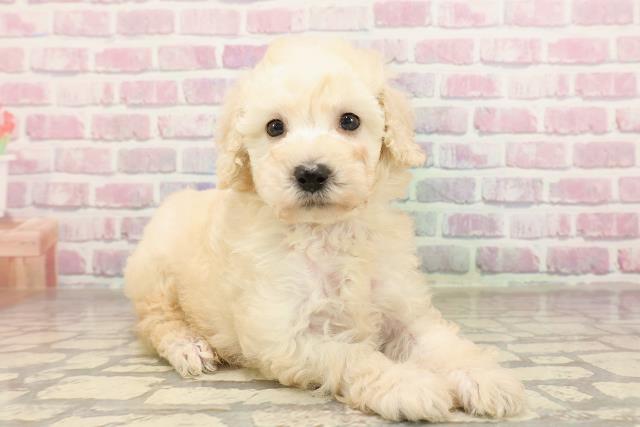神奈川県のトイプードル(トイ) (Coo&RIKU長津田店/2025年7月12日生まれ/女の子/クリーム)の子犬の3枚目の画像