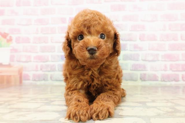東京都のトイプードル(トイ) (Coo&RIKU三軒茶屋店/2025年7月13日生まれ/男の子/レッド)の子犬の1枚目の画像