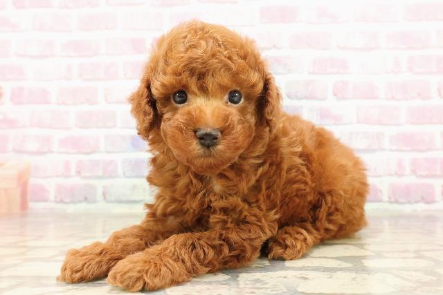 東京都のトイプードル(トイ) (Coo&RIKU三軒茶屋店/2025年7月13日生まれ/男の子/レッド)の子犬の2枚目の画像