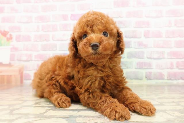 東京都のトイプードル(トイ) (Coo&RIKU三軒茶屋店/2025年7月13日生まれ/男の子/レッド)の子犬の3枚目の画像