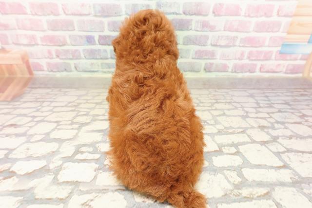東京都のトイプードル(トイ) (Coo&RIKU三軒茶屋店/2025年7月13日生まれ/男の子/レッド)の子犬の4枚目の画像