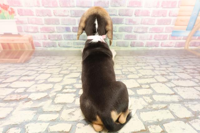 北海道のビーグル (Coo&RIKU札幌東店/2025年6月29日生まれ/女の子/ブラックタンホワイト)の子犬の4枚目の画像