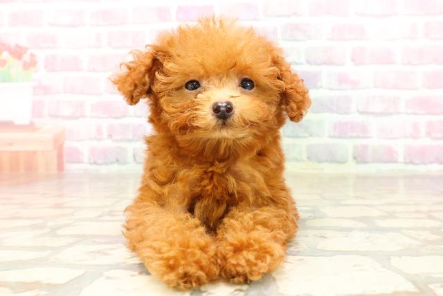 沖縄県のトイプードル(トイ) (Coo&RIKUイオン北谷店/2025年6月28日生まれ/男の子/レッド)の子犬の1枚目の画像