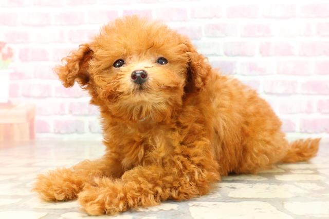 沖縄県のトイプードル(トイ) (Coo&RIKUイオン北谷店/2025年6月28日生まれ/男の子/レッド)の子犬の2枚目の画像