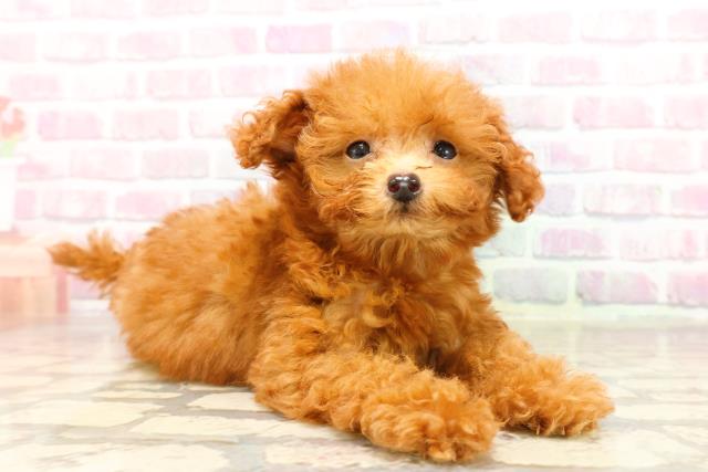 沖縄県のトイプードル(トイ) (Coo&RIKUイオン北谷店/2025年6月28日生まれ/男の子/レッド)の子犬の3枚目の画像