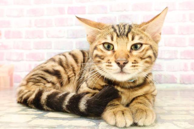 青森県のベンガル (Coo&RIKU八戸店/2025年5月21日生まれ/男の子/ブラウンスポットタビー)の子猫の3枚目の画像