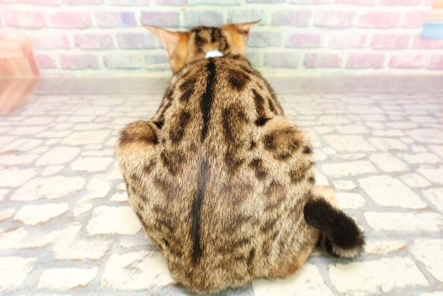 青森県のベンガル (Coo&RIKU八戸店/2025年5月21日生まれ/男の子/ブラウンスポットタビー)の子猫の4枚目の画像